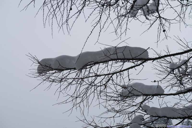 树枝上的积雪