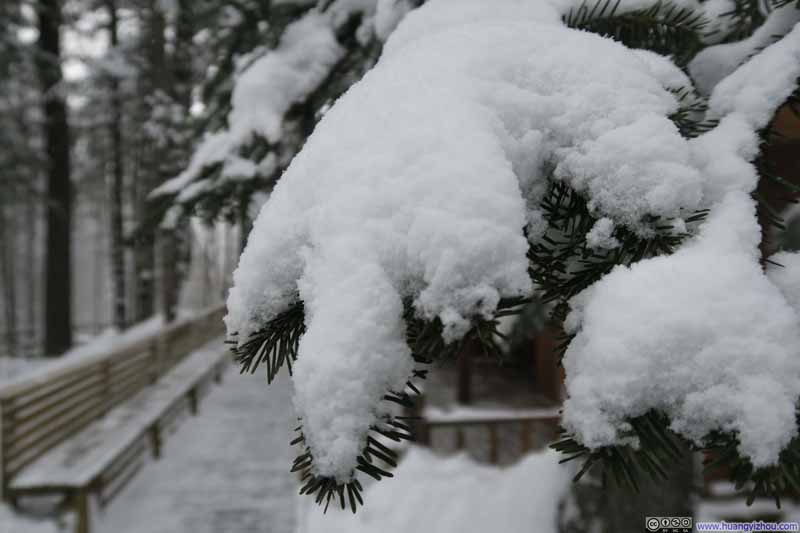 松树上的积雪