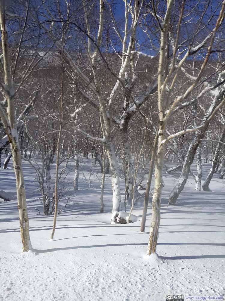 上山的交通车上看到的，雪中的白桦林