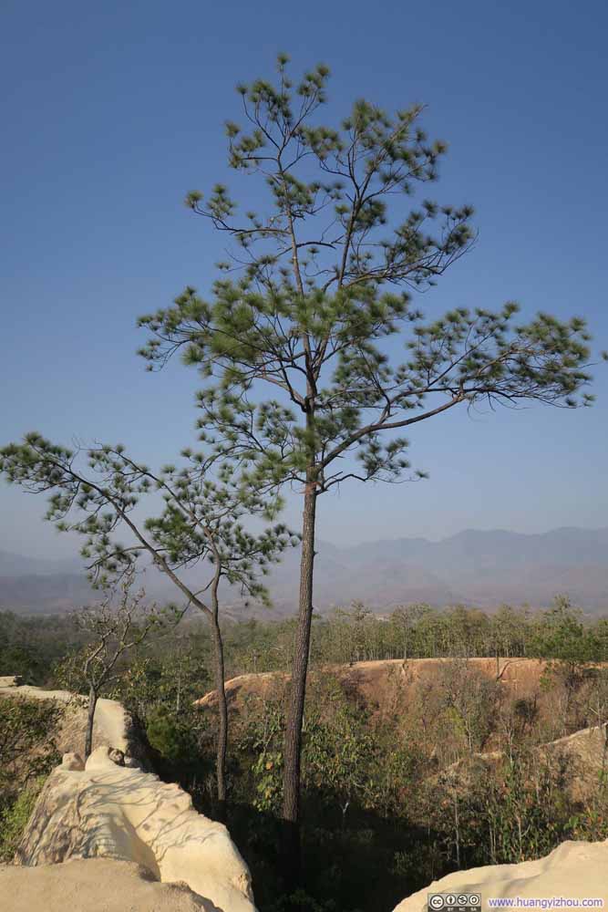 Pai Canyon,这棵松树长得位置有点奇特
