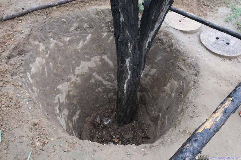 不懂景区里面移植一棵树为什么要如此掘地三尺