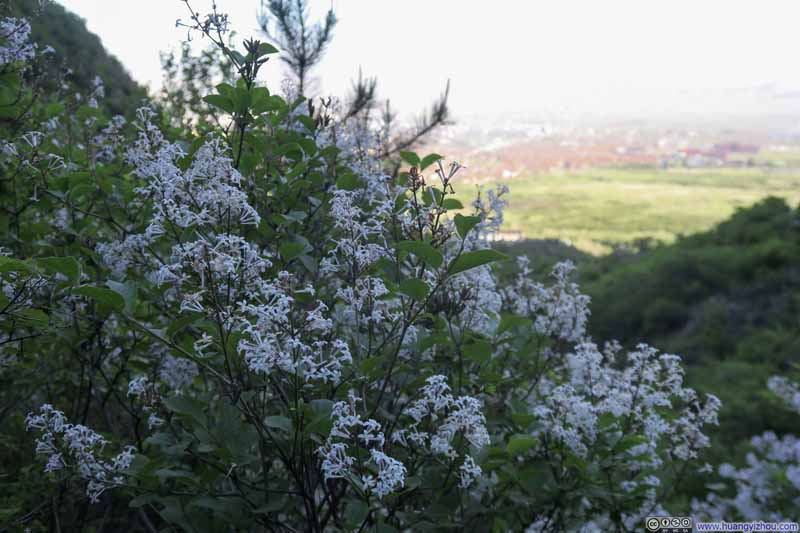 山花烂漫