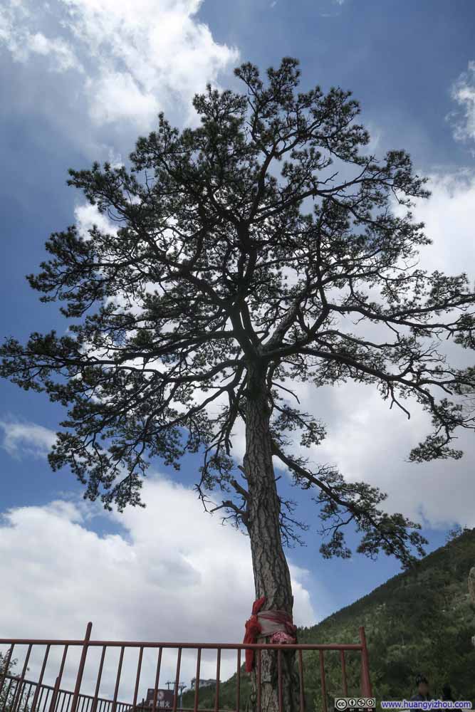 横山十八景之一的虎口悬松