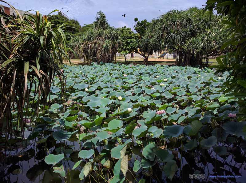 Lotus Pond by Negombo Beach