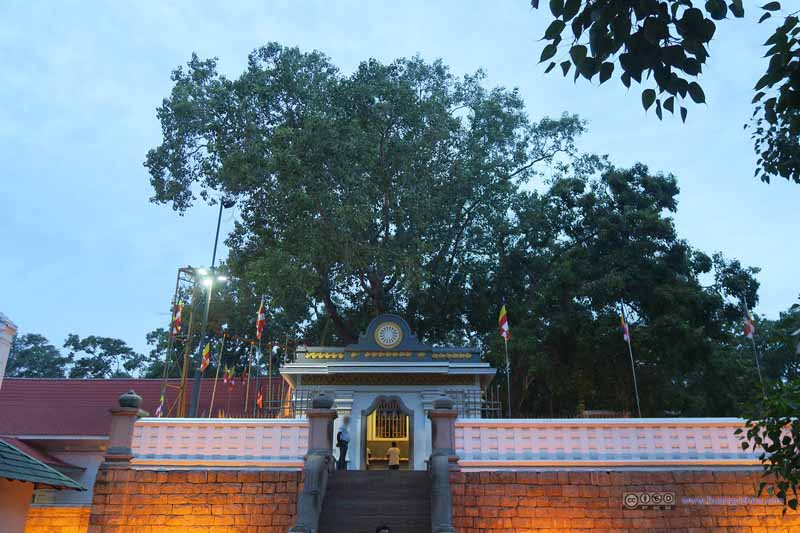 Maha Bodhiya