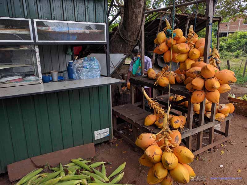 Roadside Golden Coconut Stand