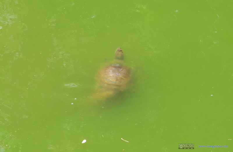 Turtle in Twin Ponds