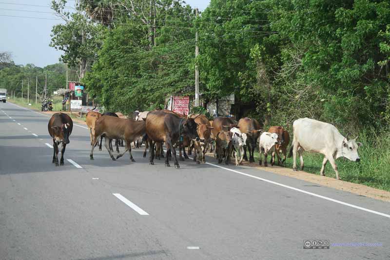 乡道上的牛群