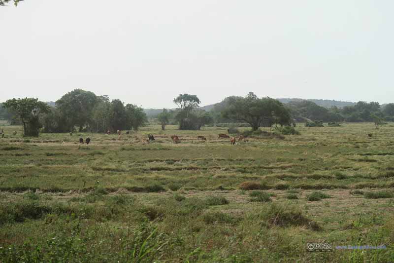 田地里的牛群