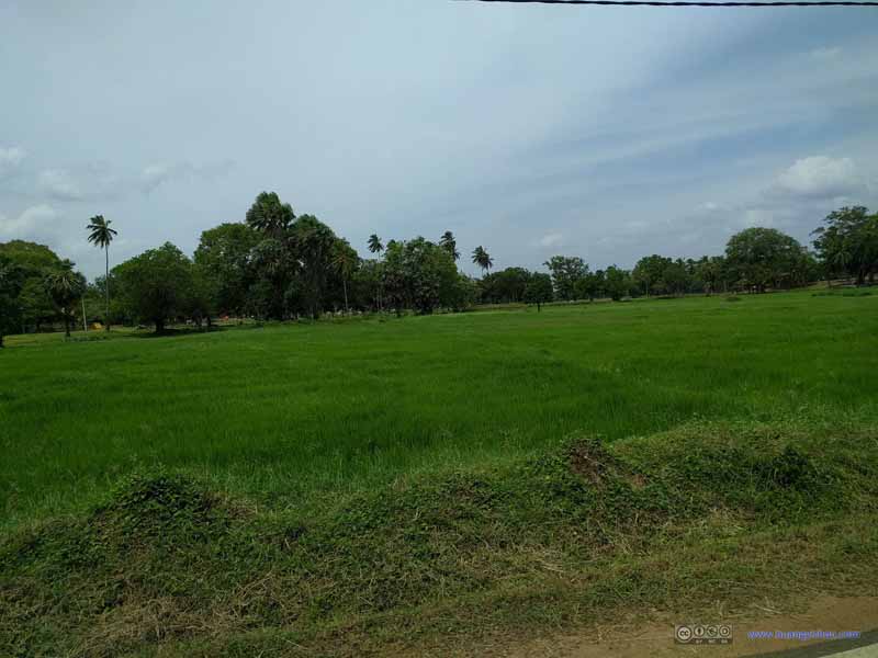 Fields in Anuradhapura