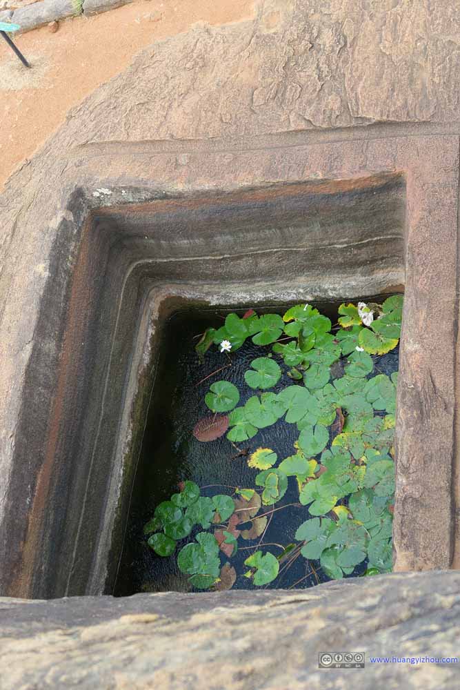 Lotus Pond
