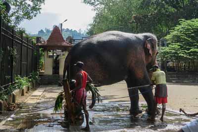 Elephant Being Washed