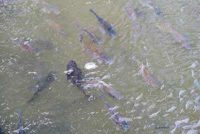 Fish in Bogambara Lake