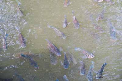 Fish in Bogambara Lake