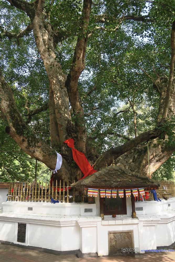 Sacred Budhi Tree