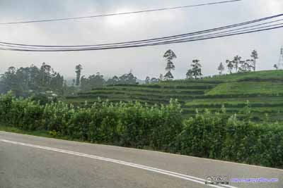 Country Road among Tea Fields
