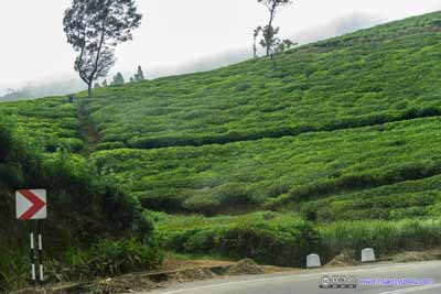 Country Road among Tea Fields