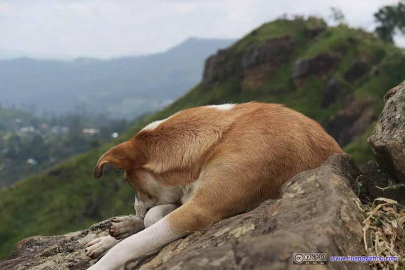 Dog Resting on Rock