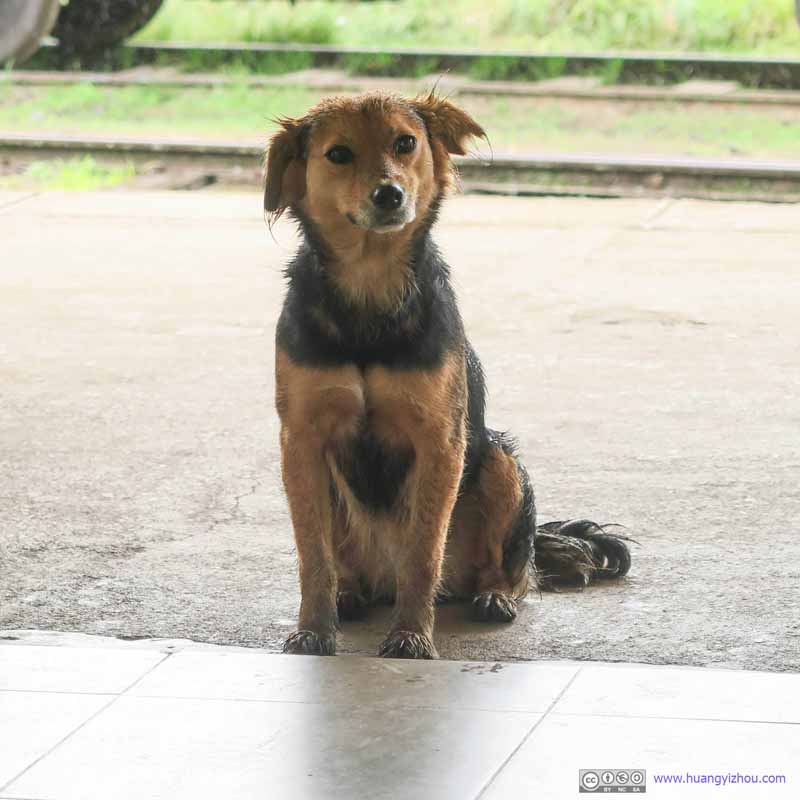 Dog at Ambewela Railway Station