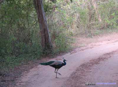 Peafowl in Middle of Road