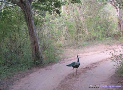 Peafowl in Middle of Road