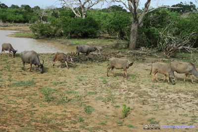Pack of Buffaloes
