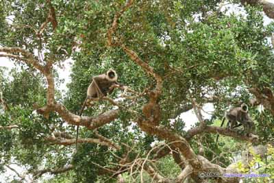 Monkeys on Tree