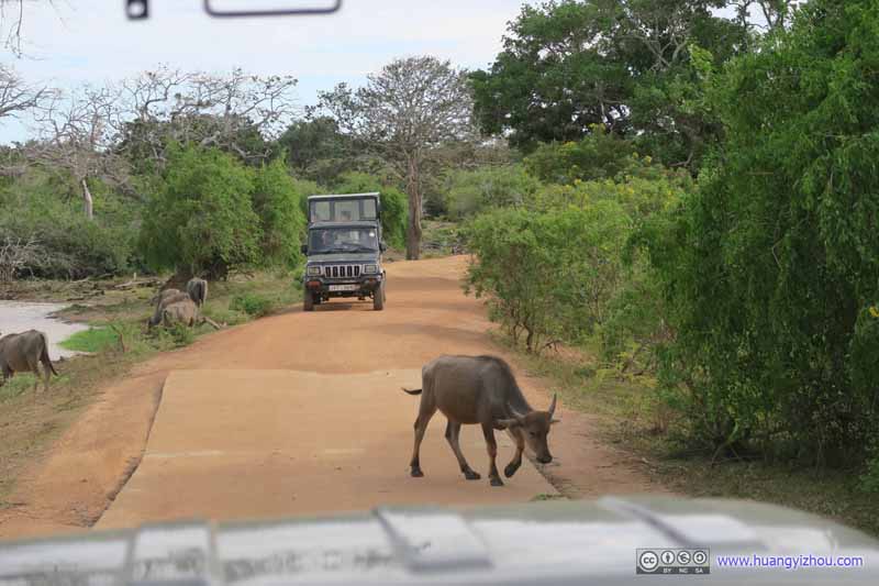 Buffalo in Middle of Road