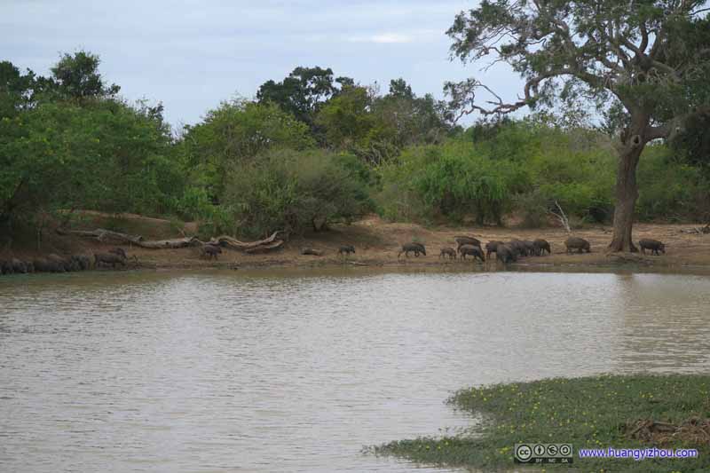 Pack of Wild Boars Drinking