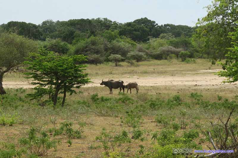 Field with Buffaloes