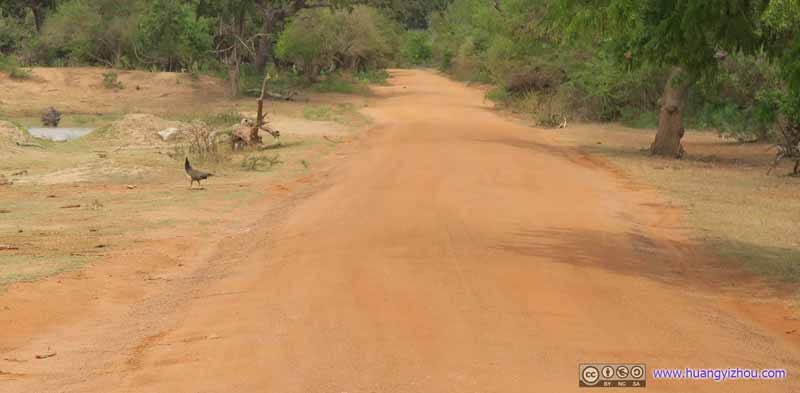 Peafowl Crossing Road