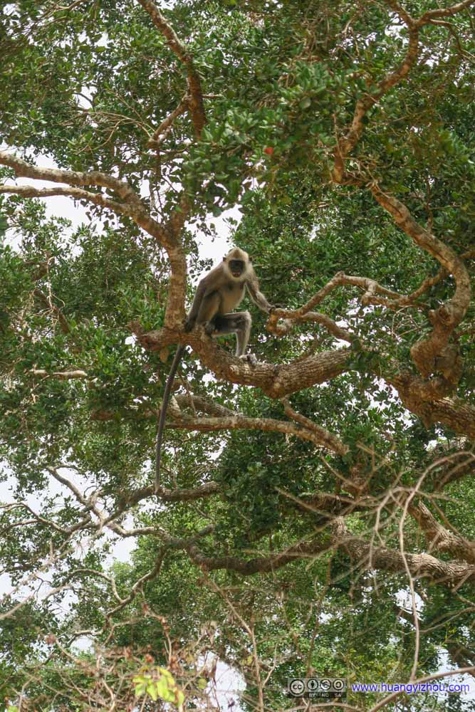 Monkey on Tree