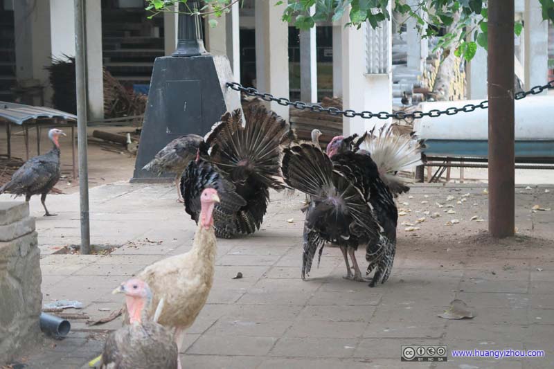 Turkeys on Street