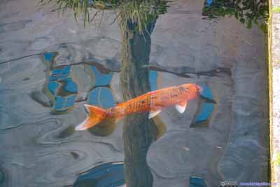 Fish in Pond