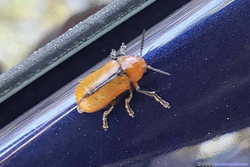 Beetle on my Car