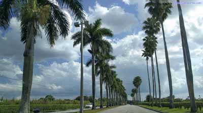 Line of Palm Trees