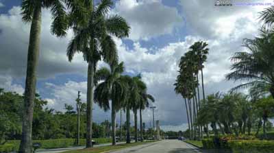 Line of Palm Trees