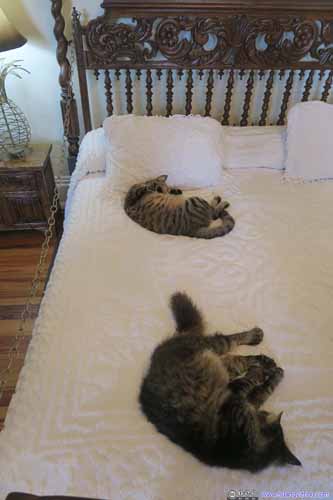 Cats on Bed