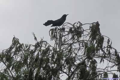 Bird at Tree Top