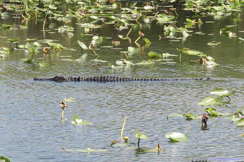 Crocodile in Pond