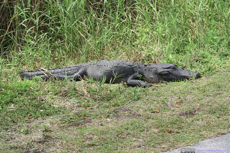 Roadside Crocodile