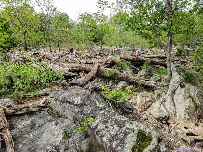 Fallen Trees on Olmsted Island