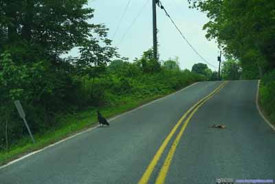 Vulture and Roadkill