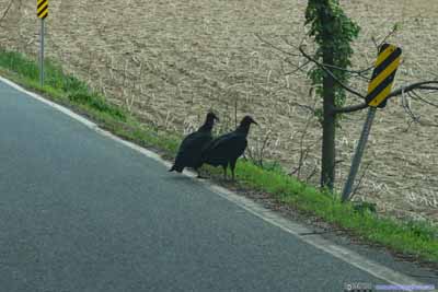 Vulture and Roadkill