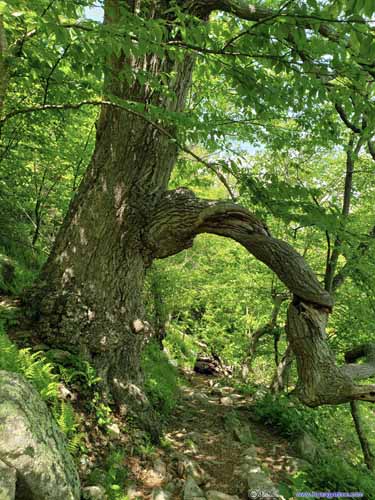 Trail through Twisted Tree