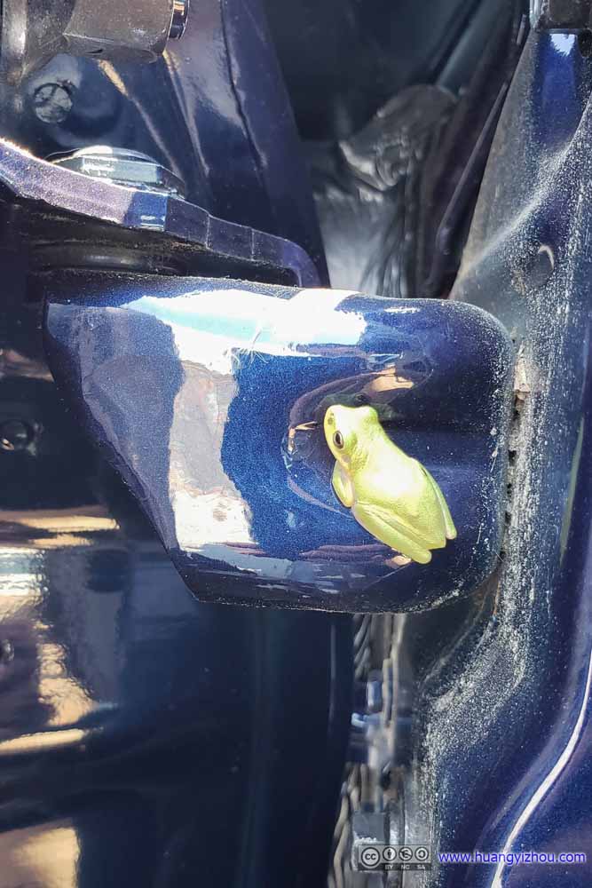 Frog in My Car