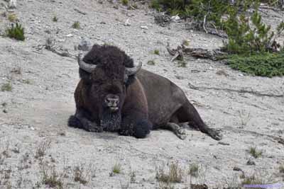 Bison Resting