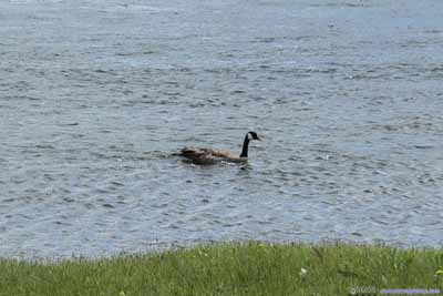 Goose in Water