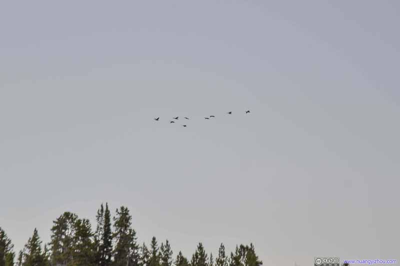 Birds Flying in Formation