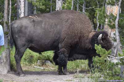 Bison by Parking Lot